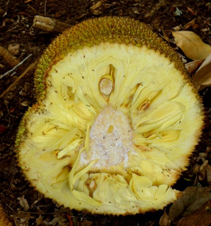 Cross-section of a durian