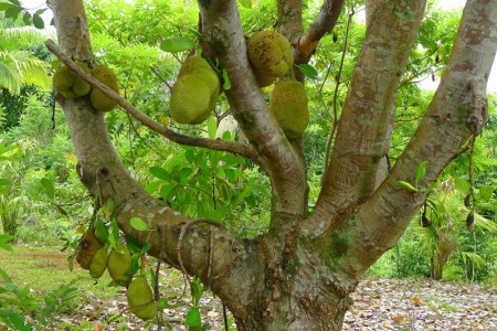 A jackfruit tree