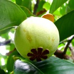 Young green mangosteen