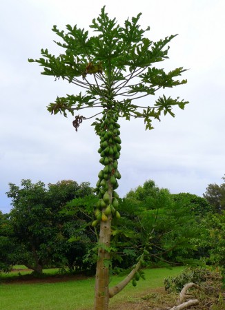 Loaded papaya tree