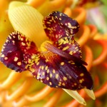 Tropical Hawaiian flower