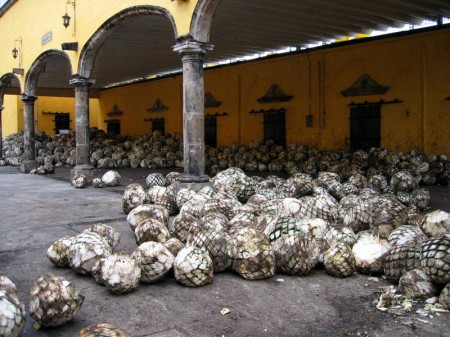 Agave Harvest at the Jose Cuervo Distillery in Tequila