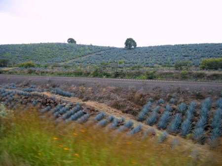 Weber Blue Agave Fields near Tequila, Jalisco